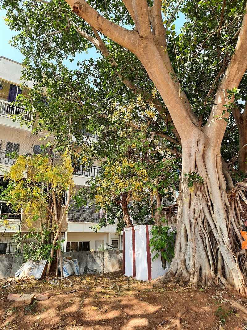 Banyan Tree