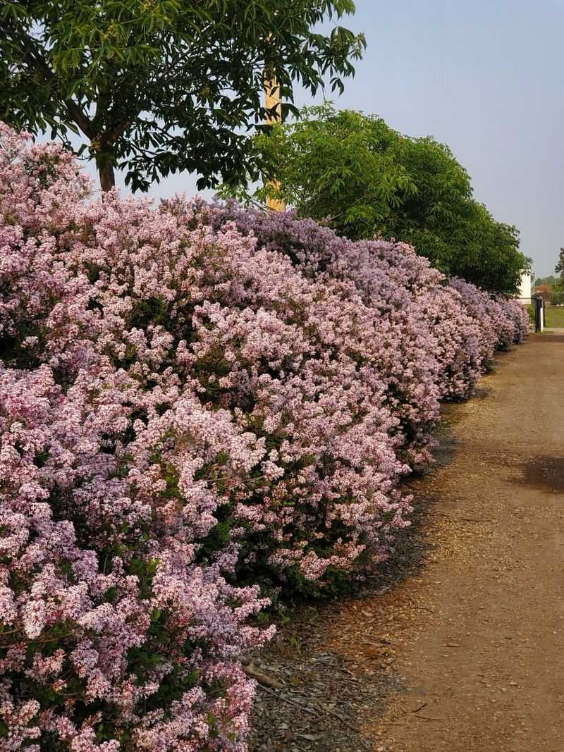 Dwarf Lilac