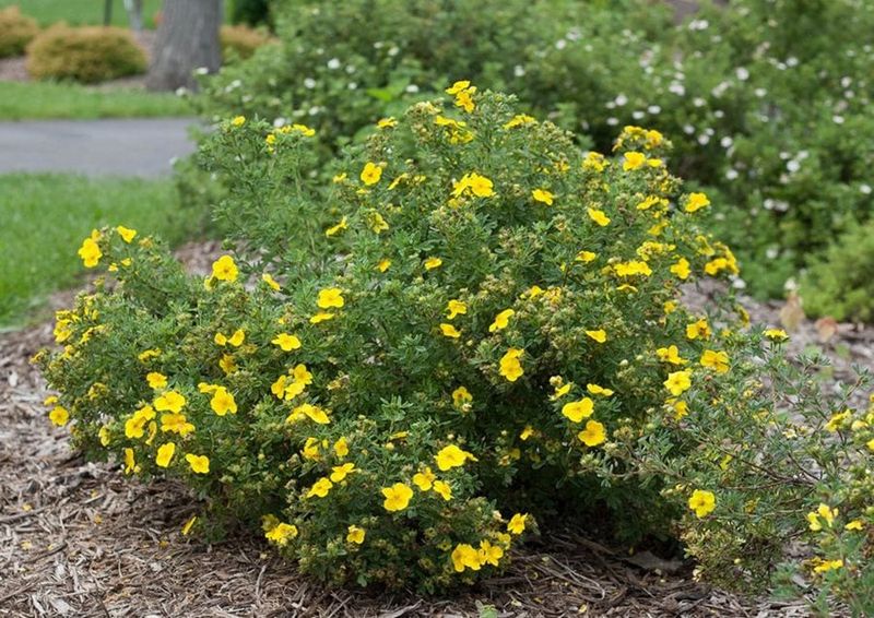 Potentilla Shrubs That Thrive After Cold-Season Pruning