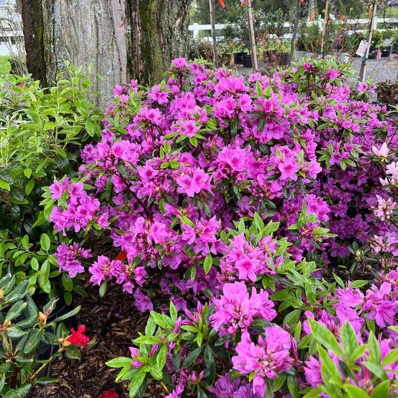 Partial Shade Conditions