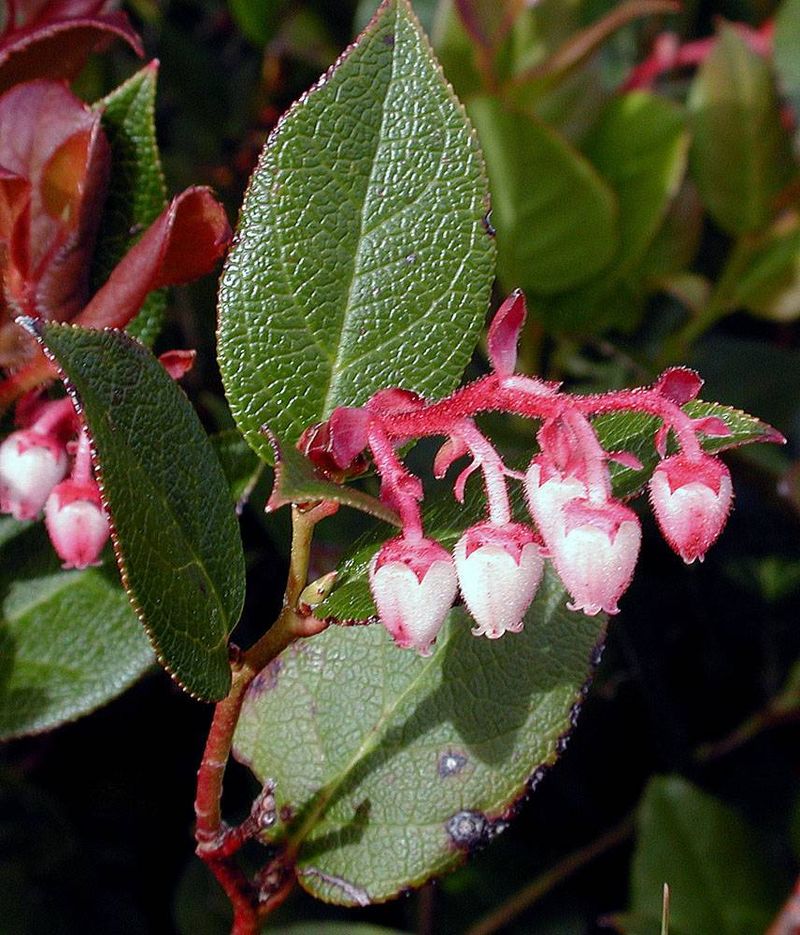 Salal
