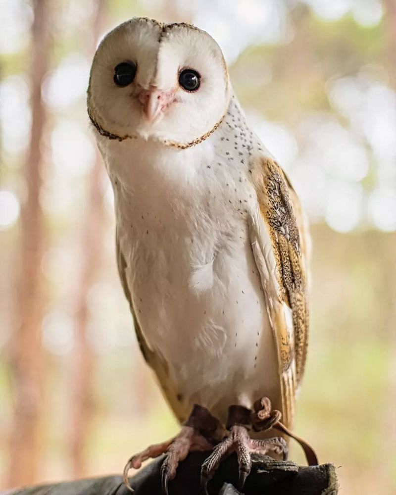 Barn Owls Command Legal Respect