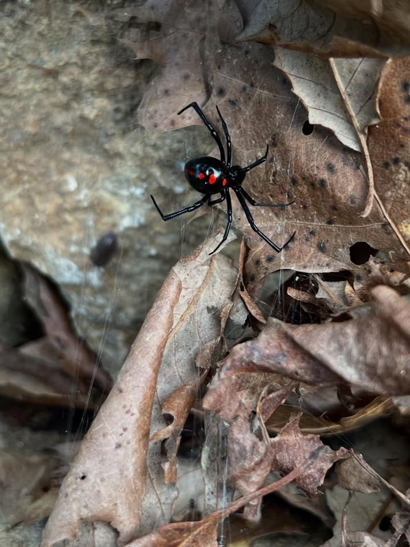 Black Widow Spider