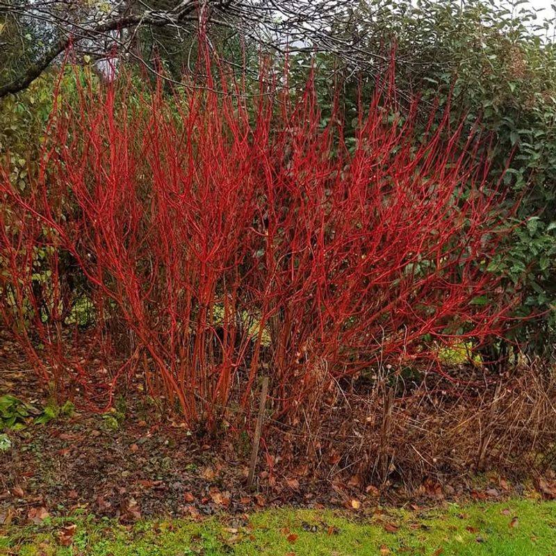 Red Twig Dogwood (Cornus sericea)
