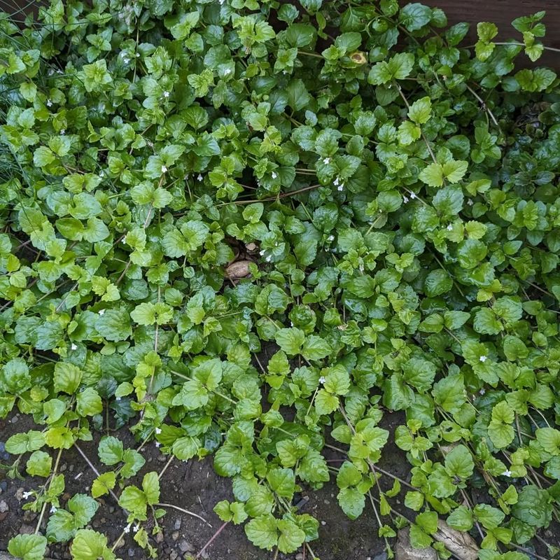 Yerba Buena (Clinopodium douglasii)