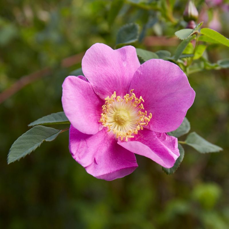 Nootka Rose