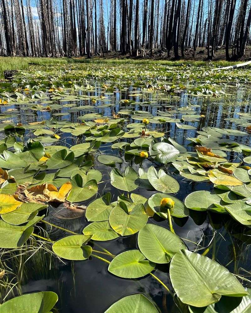 Yellow Pond-Lily (Nuphar polysepala)