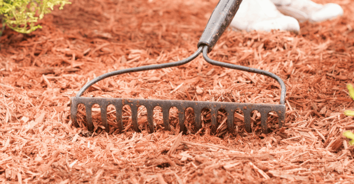 raking mulch