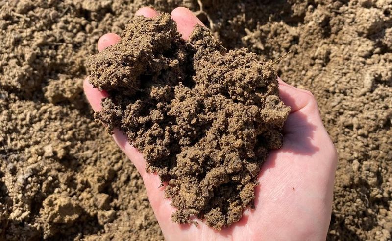 Why Florida Soil Makes Fast Fertilizers Fail