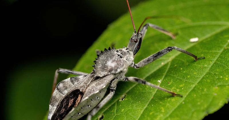 How To Identify A Wheel Bug In Florida