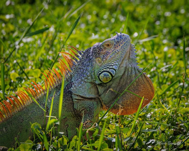 How Iguanas Damage Lawns, Gardens, And Seawalls