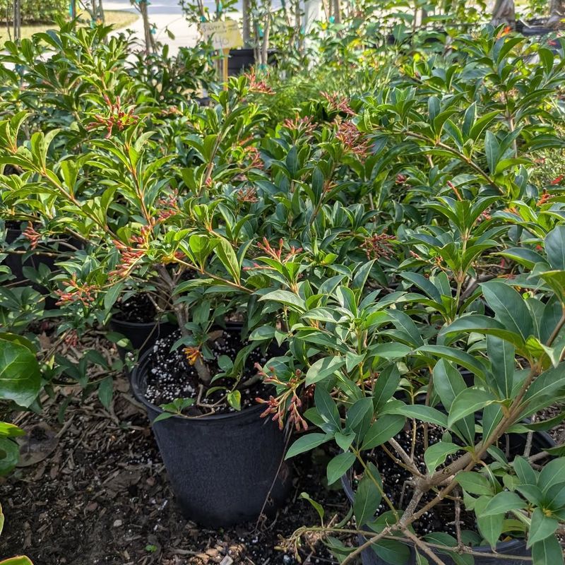 How To Shape Firebush Without Harming Blooms