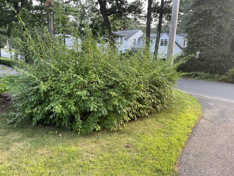 The Short Post-Bloom Pruning Window Michigan Gardeners Need To Catch