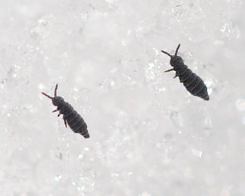 Snow Fleas Are Not Actually Fleas At All