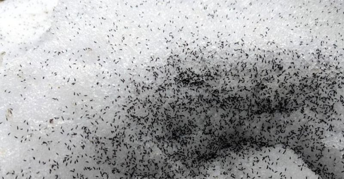 snow fleas