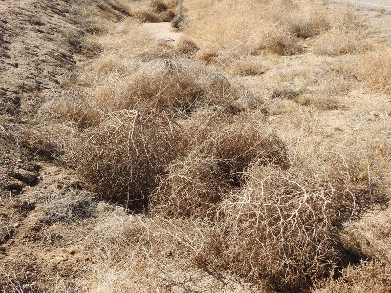 Blocking Open Areas Where Tumbleweeds First Take Hold