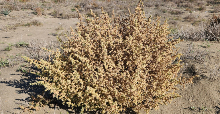 Tumbleweeds (featured image)