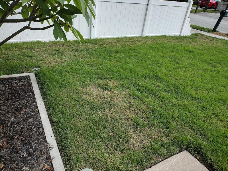 Why Florida Lawns Go Dormant