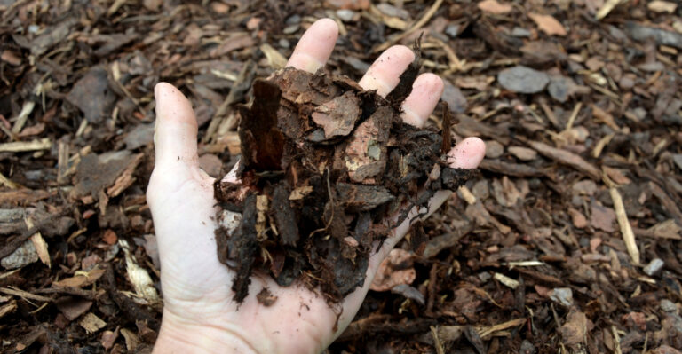 mulch (featured image)
