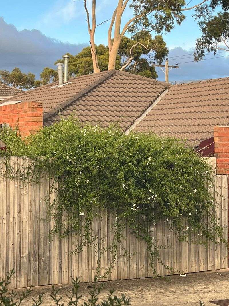 When Trimming A Neighbor's Hedge Is Allowed Without Permission