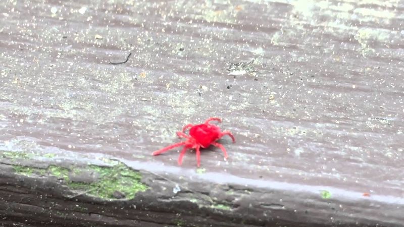 Why These Red Bugs Gather On Walls And Patios