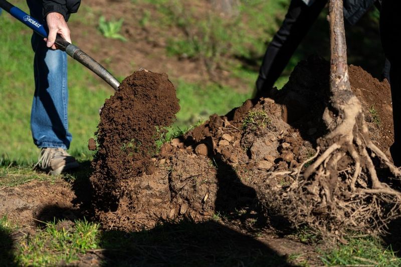 Replacement And Replanting Requirements After Tree Removal