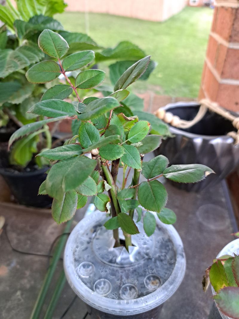 Why Experienced Texas Gardeners Don't Miss This Window