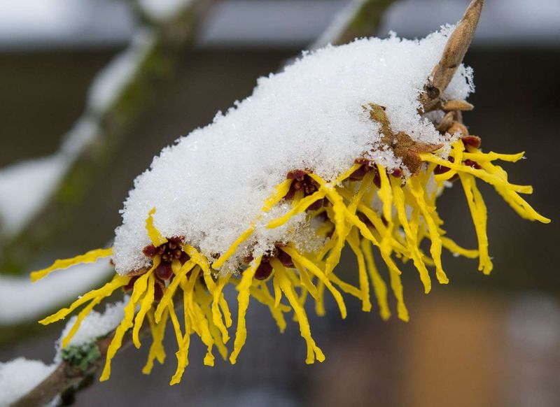 How Witch Hazel Blooms In Freezing Temperatures