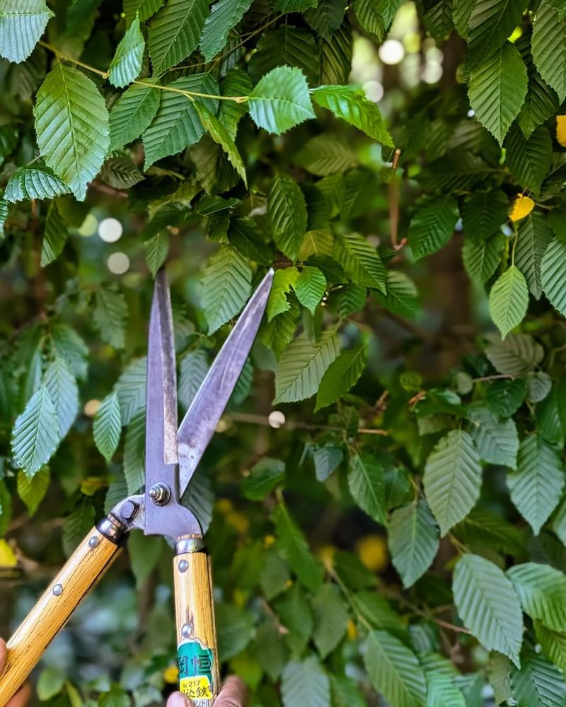 When You Are Allowed To Trim A Neighbor's Shrubs