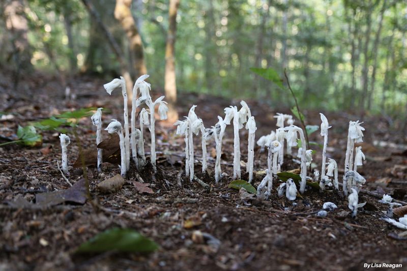 What Ghost Pipe's Presence Really Means For Virginia Forests