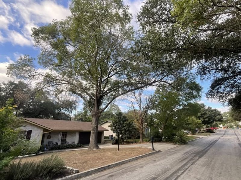 Steps To Take Before Cutting Back Overhanging Branches