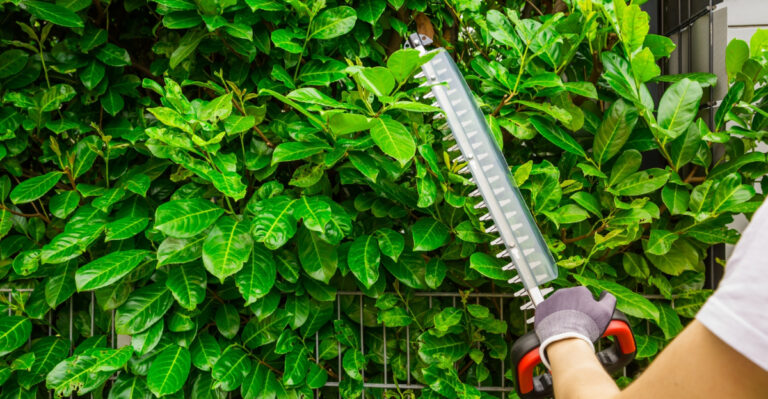 pruning hedge (featured image)