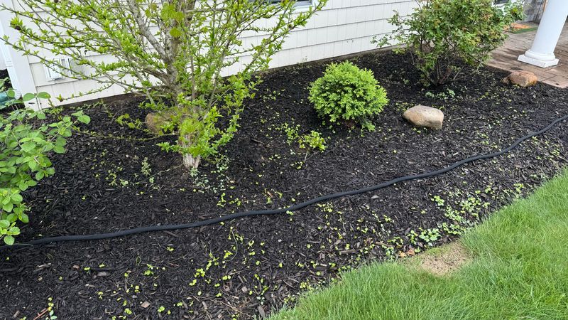 How Early Mulching Can Trap Problems