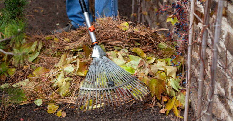 cleaning yard (featured image)