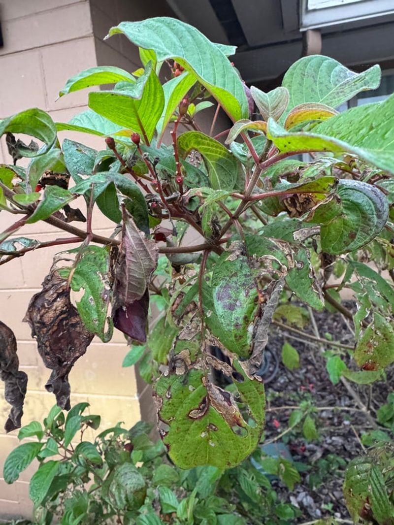 How Regional Climate Changes Pruning Limits