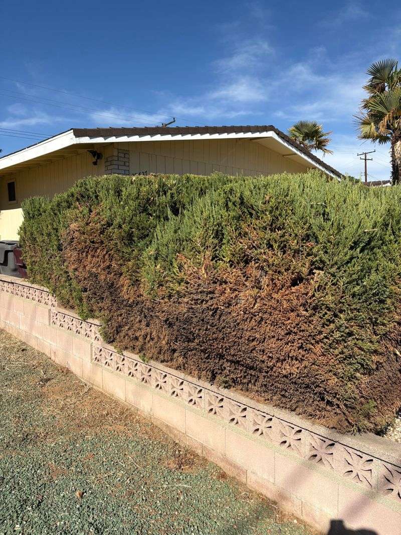 When Trimming A Neighbor's Shrub Can Become A Legal Issue