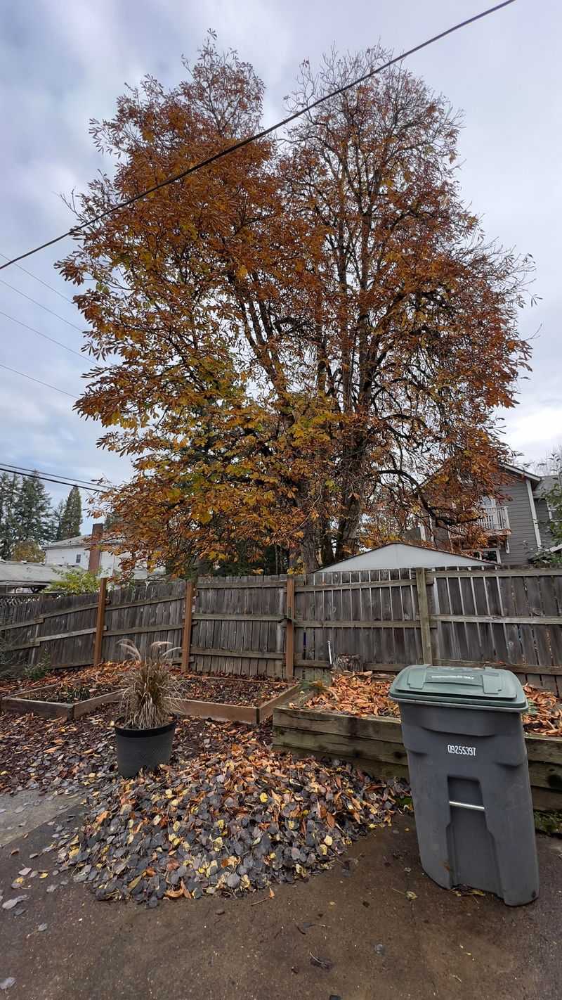 Are Tree Owners Ever Liable For Fallen Leaves