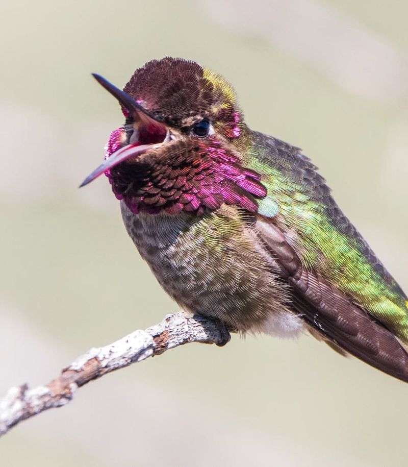 When Winter Hummingbirds Finally Move On