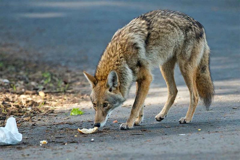 How To Discourage Future Coyote Visits Without Harming Wildlife