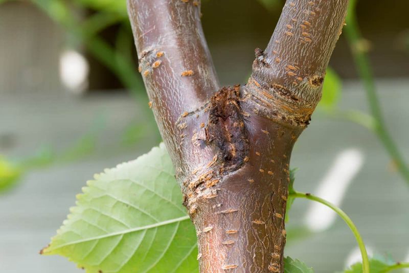 How Bacterial Canker Spreads In Rainy, Cool Climates
