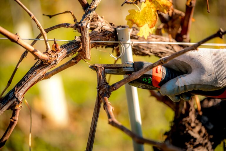 gardener prunes a grapevine