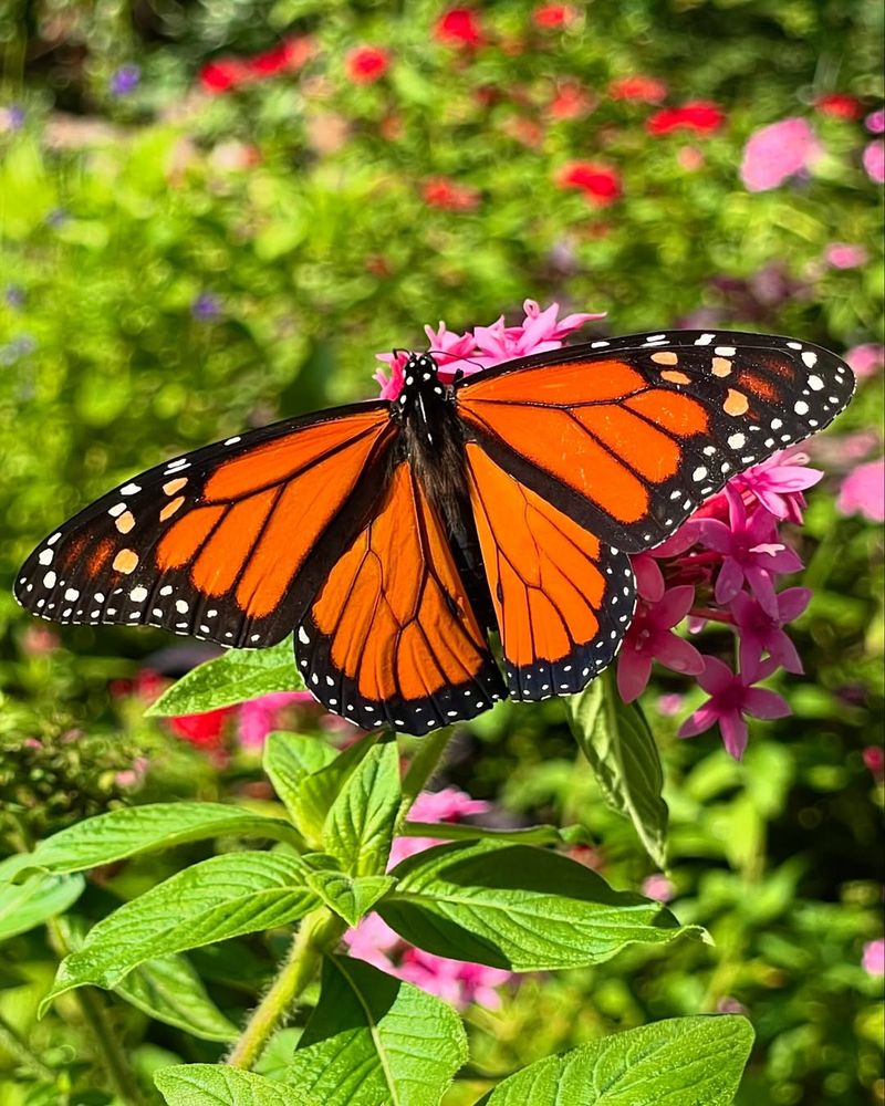 When And Where Monarchs Are Appearing In Florida