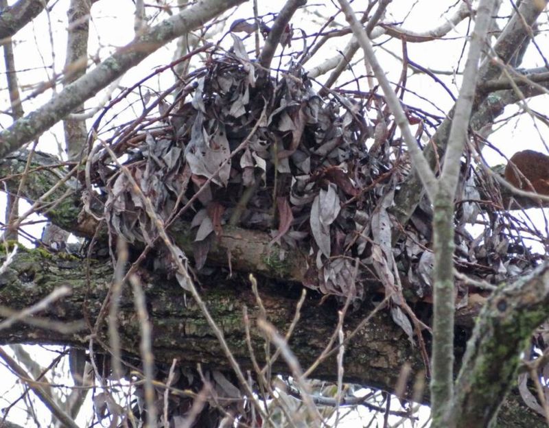 Why You Should Not Remove It