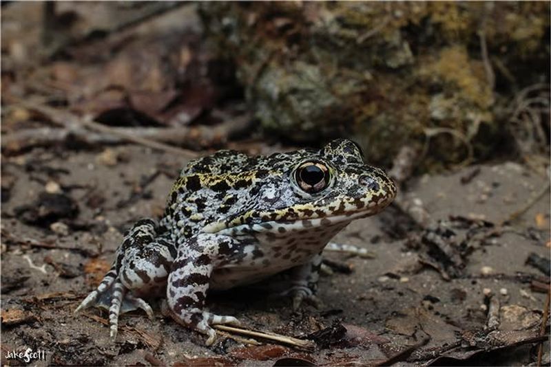 Frogs Play Favorites When Choosing Florida Yards