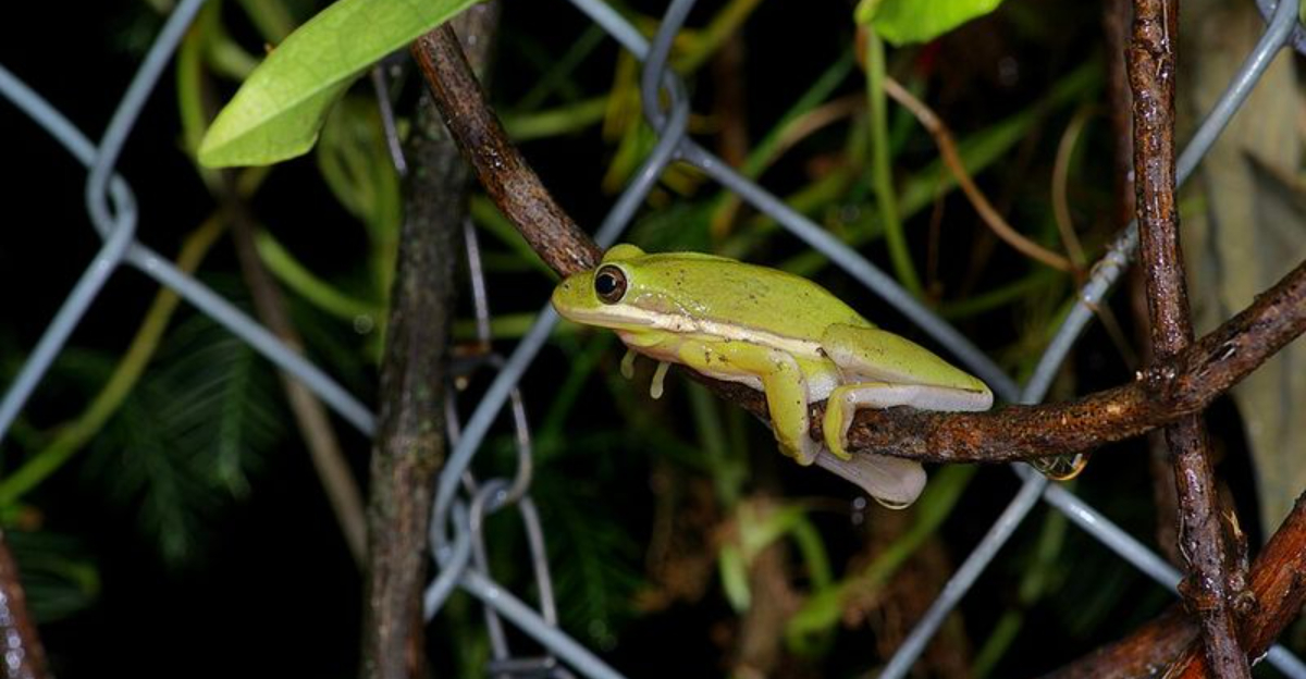 American green tree frog