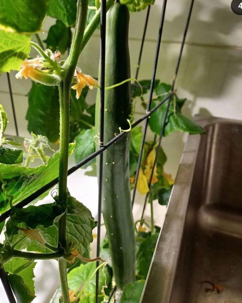 How To Set Up A Simple Indoor Cucumber Growing Station