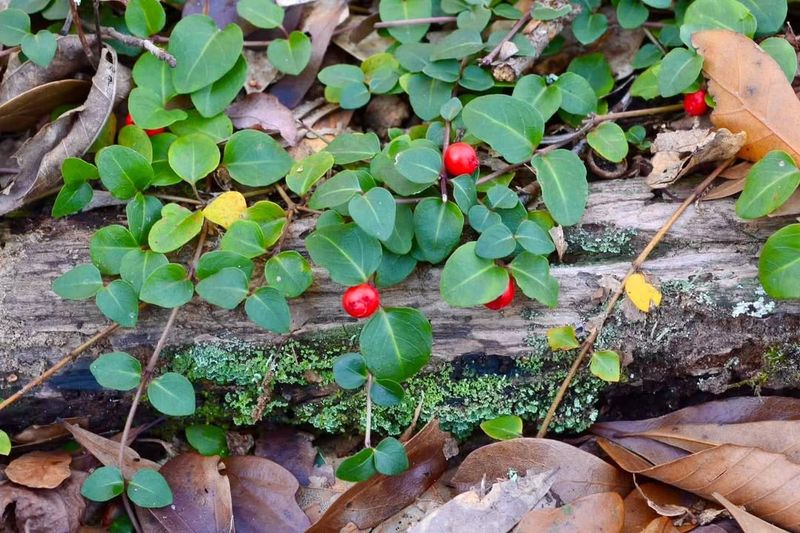 Why It Handles Urban Conditions So Well