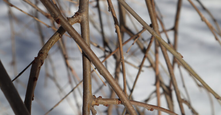 tree (featured image)