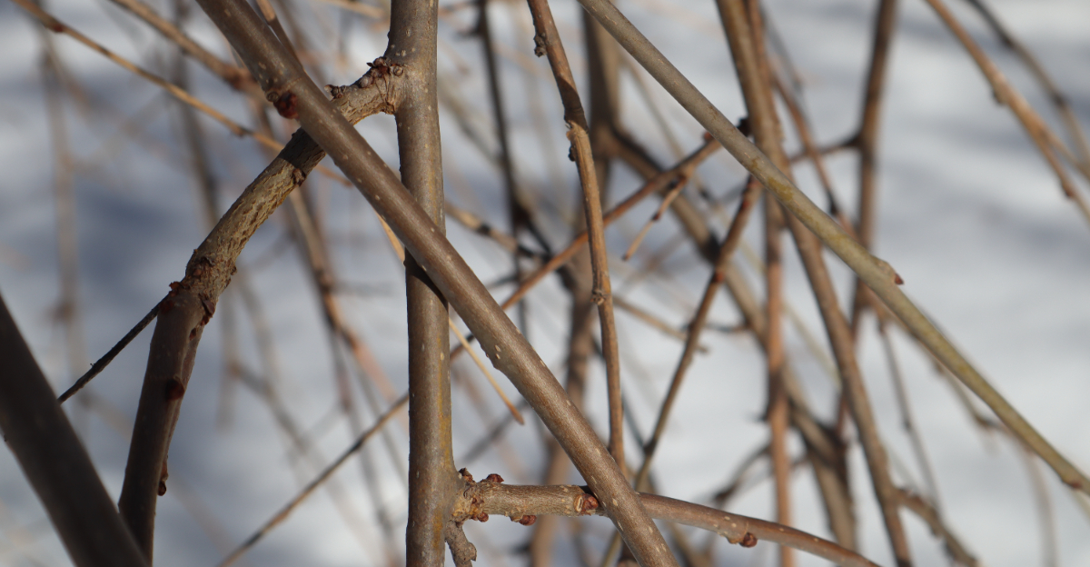 tree (featured image)