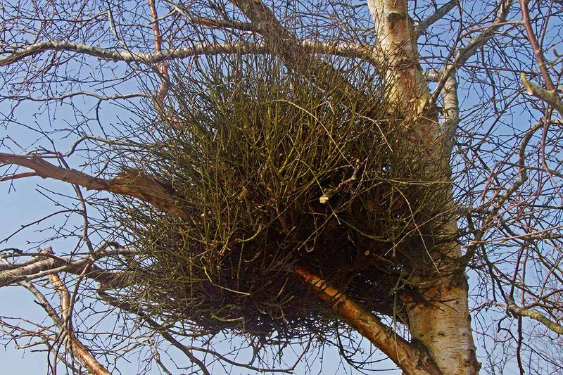 Witch's Broom: Nature's Tangled Mystery